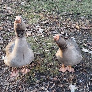 Meet your Posher, Tasha